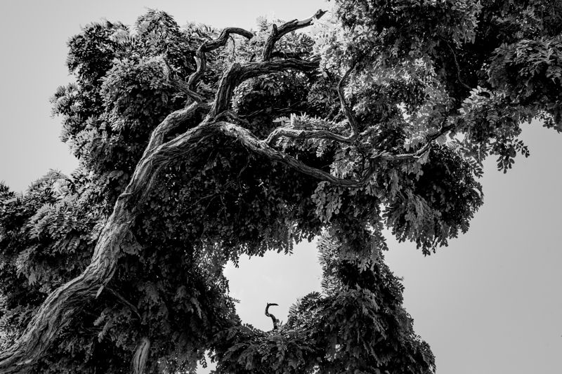 чб, дерево Деревоphoto preview