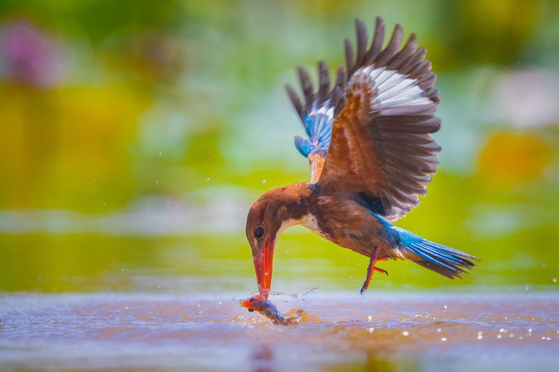 bird , vorin White-throated Kingfisher 6photo preview