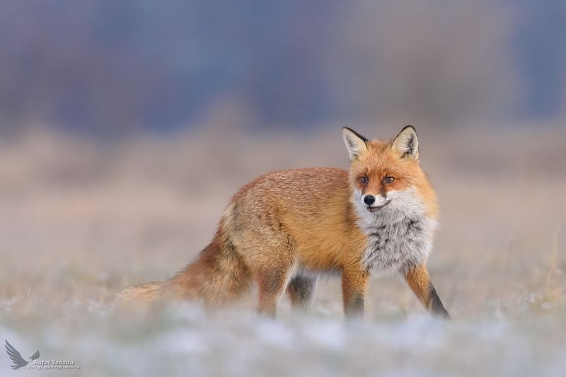 red fox, animals, wildlife, nature, nikon, raptors, meadow, winter, nikon, poland Lis, Fox (Vulpes vulpes) ...photo preview