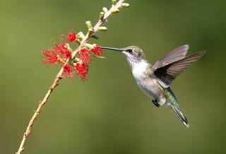Колибри - Female. Ruby-throated Hummingbird