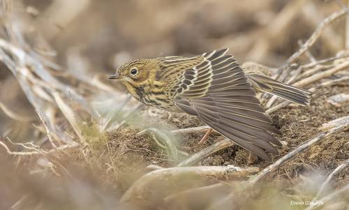 Red-throated pipit