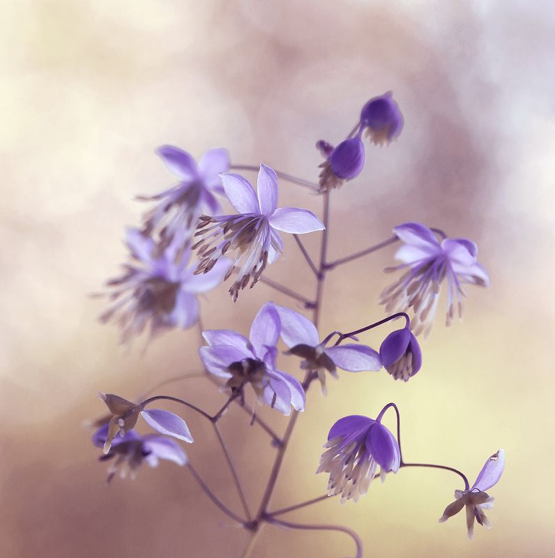 Thalictrum delavay