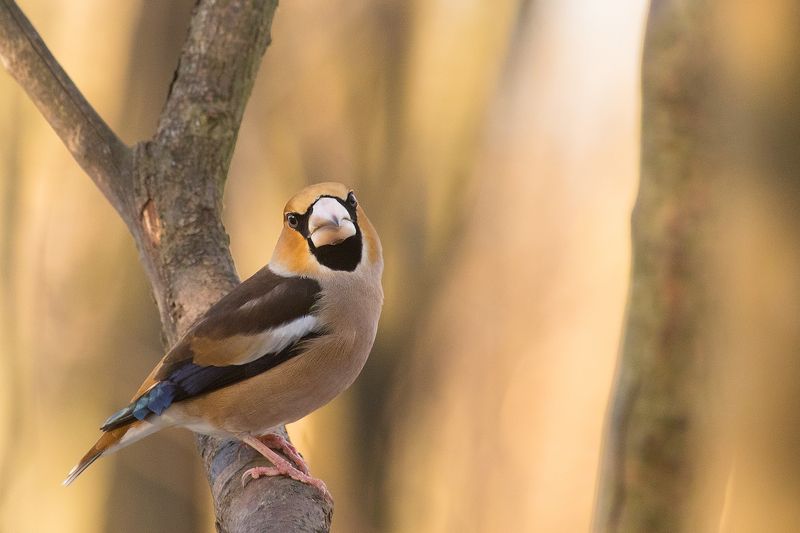 Hawfinch