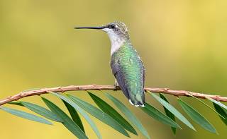 Female Ruby-throated Hummingbird -Самки. Рубиновогорлый колибри