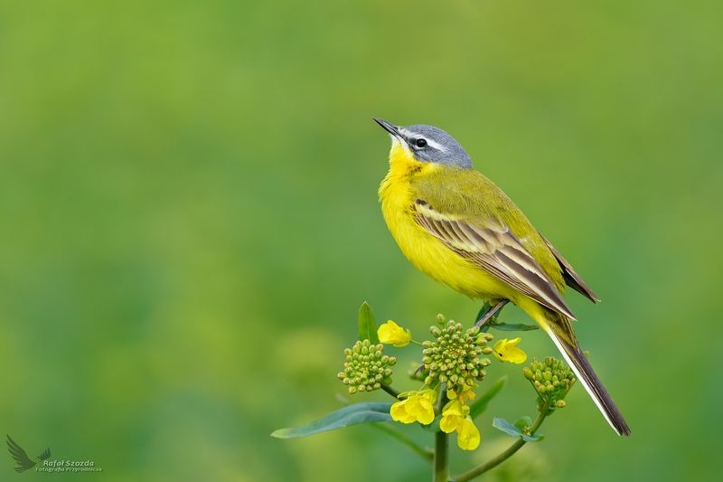 birds, nature, animals, wildlife, colors, springs, nikon, poland Pliszka żółta, Yellow Wagtail (Motacilla flava) ...photo preview