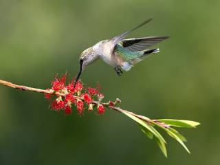 Female. Ruby-throated Hummingbird -Рубиновогорлый колибри. самка