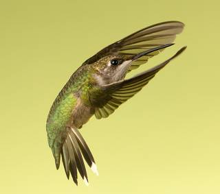 Female Ruby-throated Hummingbird -Самка. Рубиновогорлый колибри