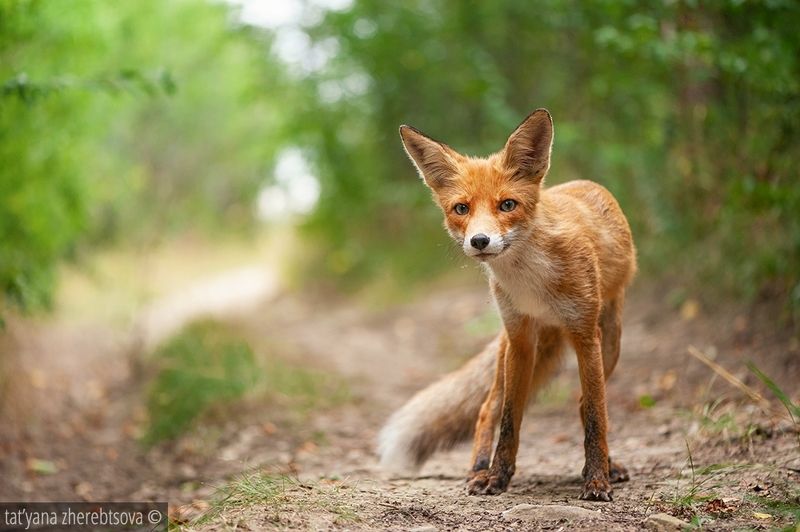 fox, my-mriya, mymriya, wildlife, Ляська.photo preview