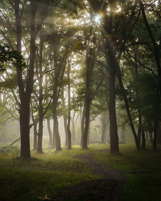лес, деревья, туман, утро Солнце в кронах дубовphoto preview