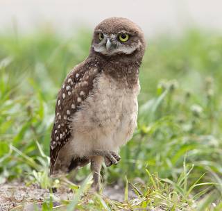 Burrowing Owlet - Кроличий сыч