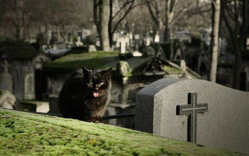 Демон парижского кладбища
