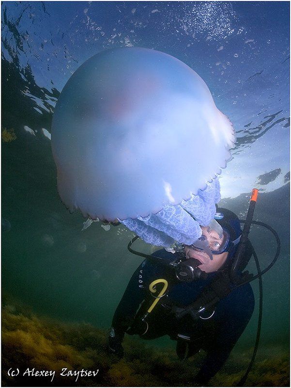 зайцев, обучение, подводной, фотографии, черное, море Как тут плавают медузы? В панталонах или без? (Сказ про Фендота нырца...)photo preview