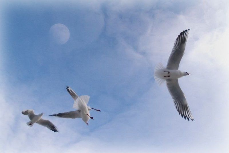 чайки, небо, луна bluephoto preview