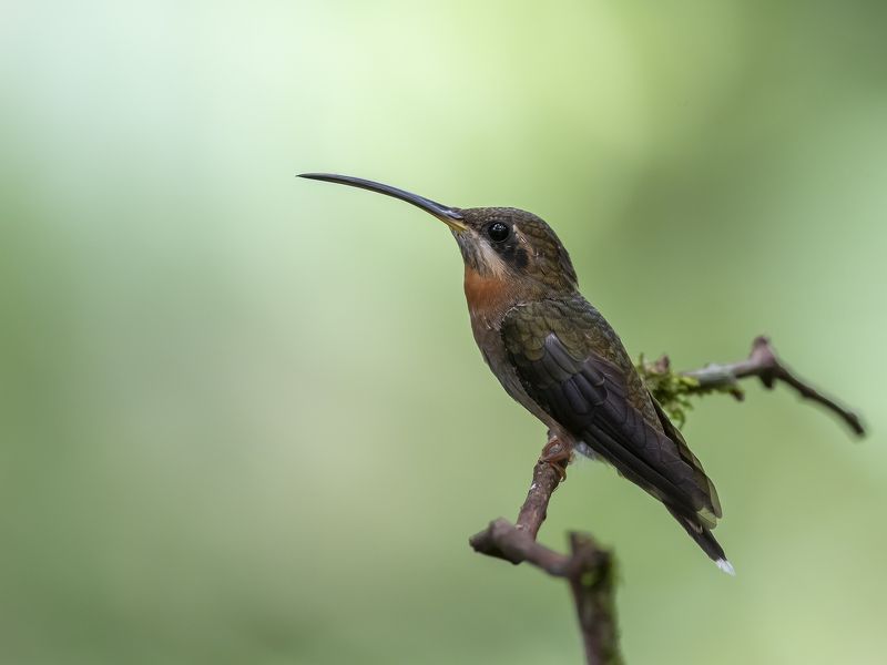Band-tailed Barbthroat