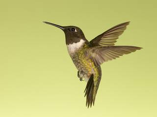 Ruby-throated Hummingbird male -Рубиновогорлый Колибри