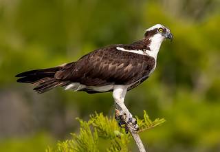 Osprey - Скопа