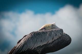 La pelicano