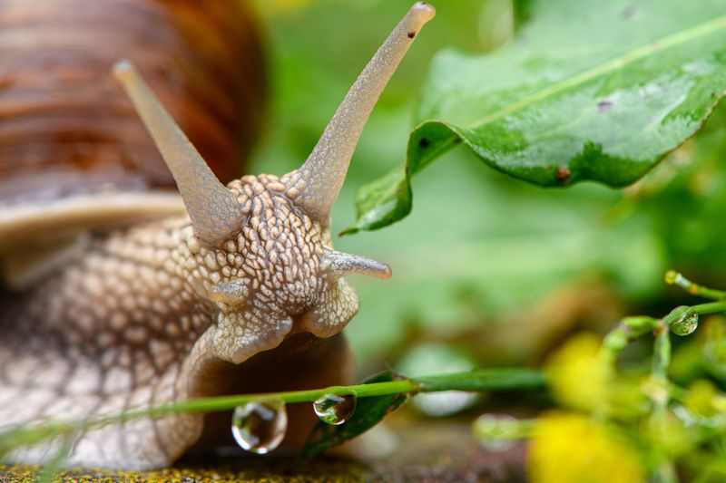 Snail and waterdrops