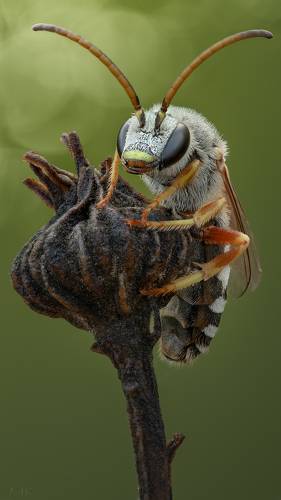 Длиноусая  пчелка