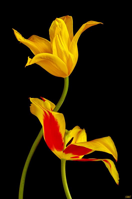 black, close-up, color, colors, color image, nature, photography, red, still life, tulip, tulips, yellow, Elegancephoto preview