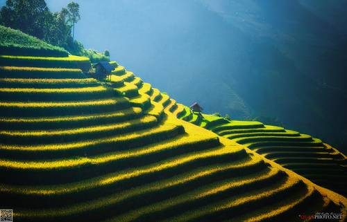 Vietnam's Rice Terraces