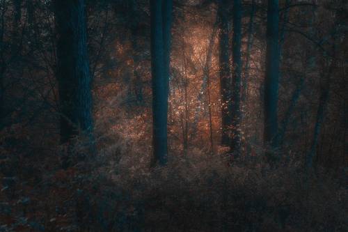 Свет в темном лесу