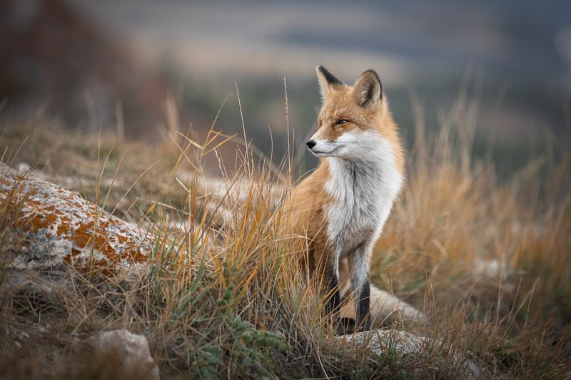 Fox of Baikal
