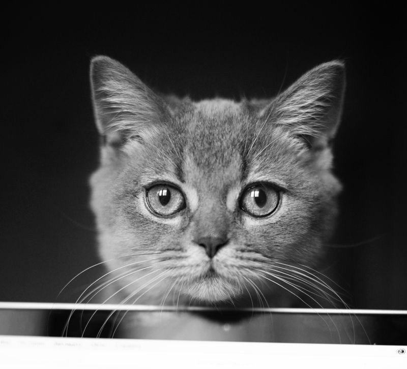 Портрет молодого кота