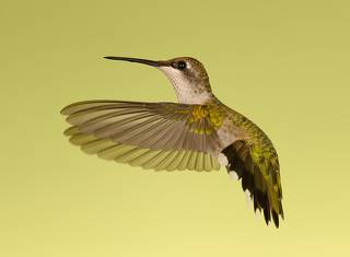 Female Ruby-throated Hummingbird -Самка. Рубиновогорлый колибри