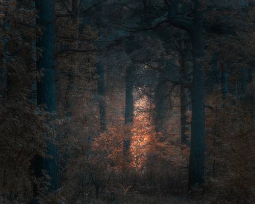 Темный осенний лес