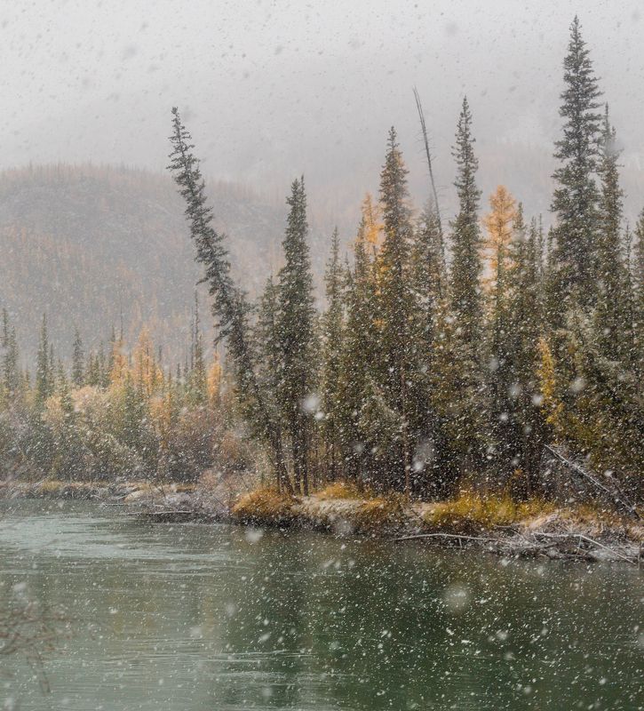река, алтай, осень, снег, природа, пейзаж, снегопад Зима за осенью бежитphoto preview