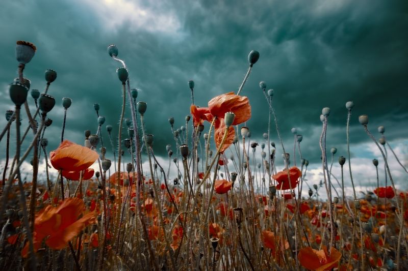 Flowers and storm