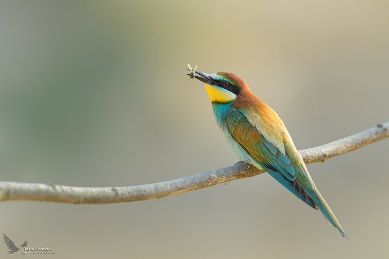 birds, nature, animals, wildlife, colors, springs, nikon, poland Żołna, European Bee-eater (Merops apiaster) ... 2021photo preview