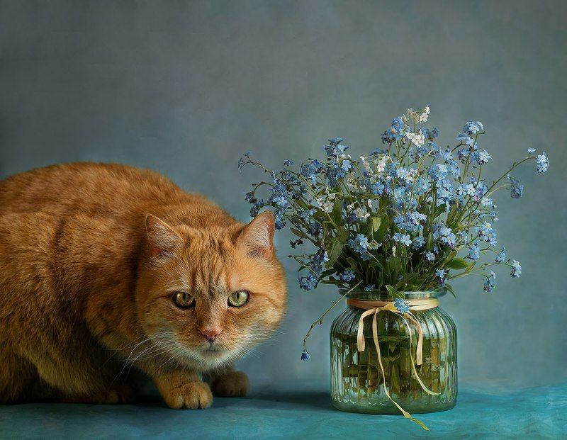 cat and flowers 2