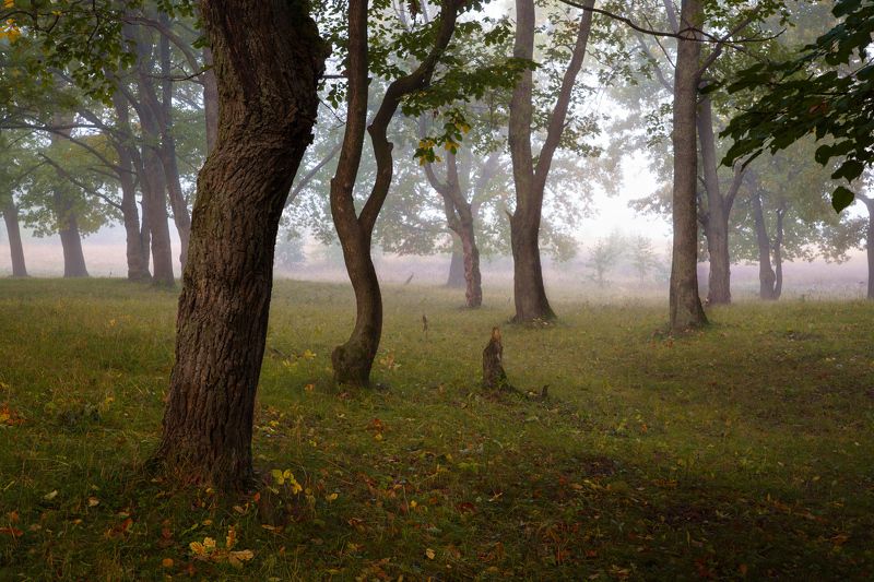 лес, осень, туман, деревья Проходя мимоphoto preview