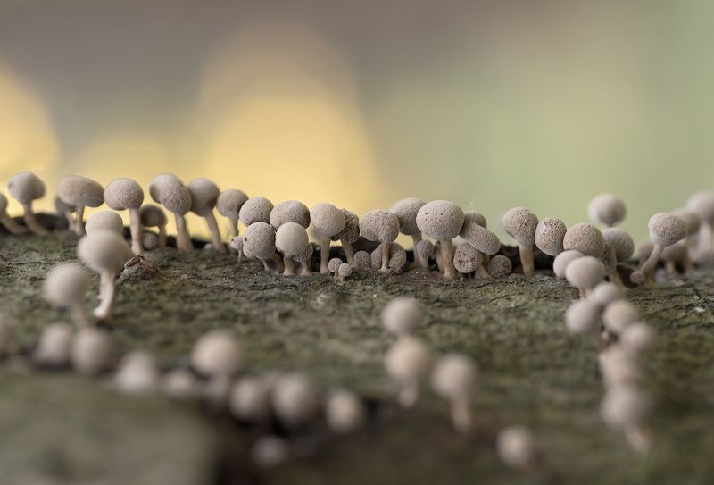 Дела грибные