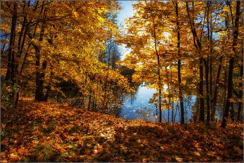 Меж берёз и сосен тихо бродит Осень