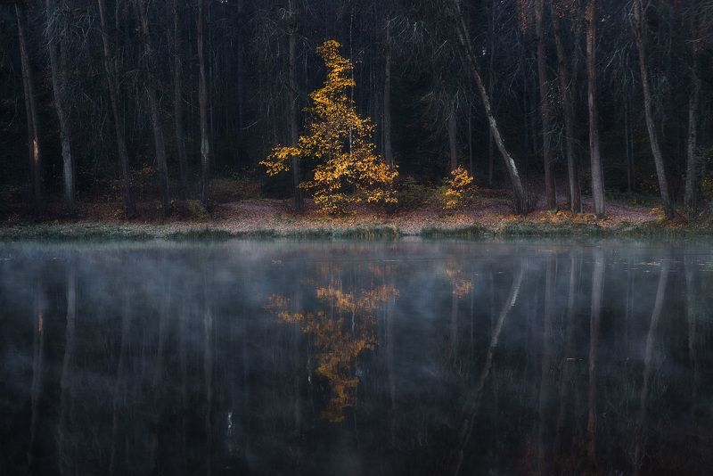 осень, дерево, туман Успеть поймать осеньphoto preview