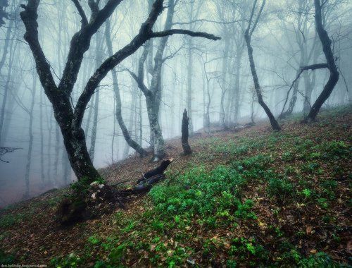 Утро в туманном лесу на Ай-Петри