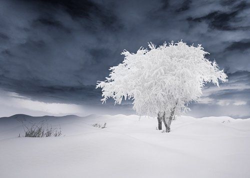 Heart of the winter