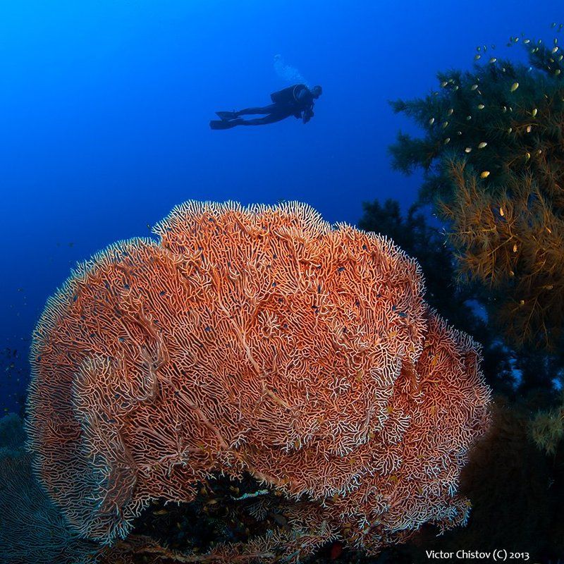 Coral, Diver, Gorgonaria О том, что встречается на морском днеphoto preview