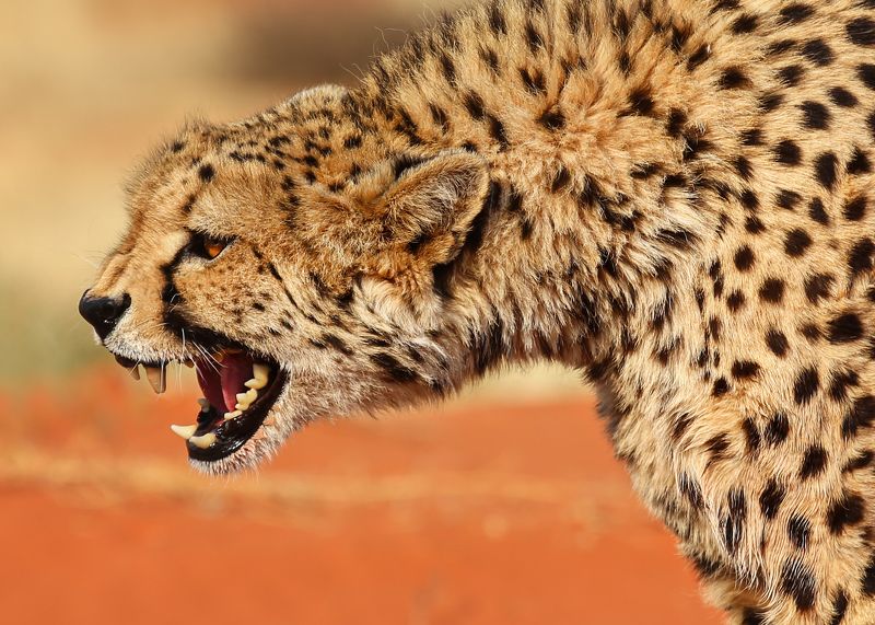 #гепард #калахари #намибия #африка #пустыня #оскал #зубы #злость #namibia #africa #cheetah # Kalahari #desert Гепардphoto preview