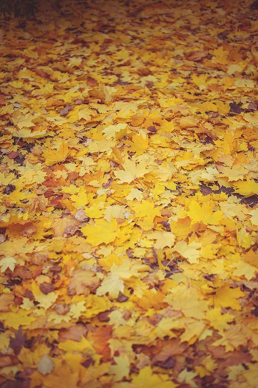 клён, осень, текстура Осенний коврикphoto preview