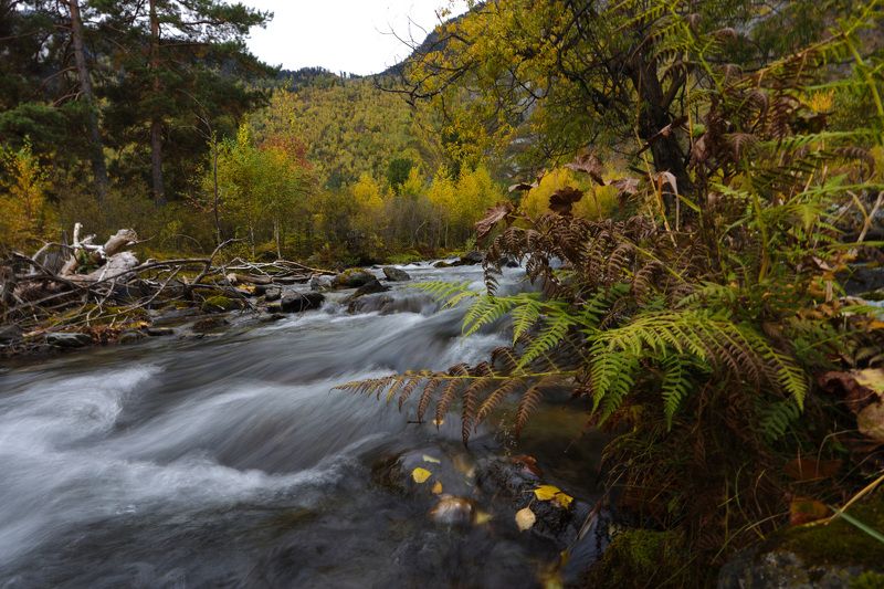 Горные реки Алтая. Осень.