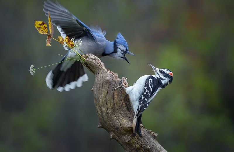 Blue Jay vs. Hairy woodpecker (male)