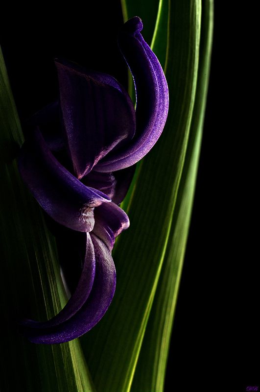 close-up, color, colors, color image, flower, hyacinth, macro, nature, photography, photograph, purple, Deep Purplephoto preview