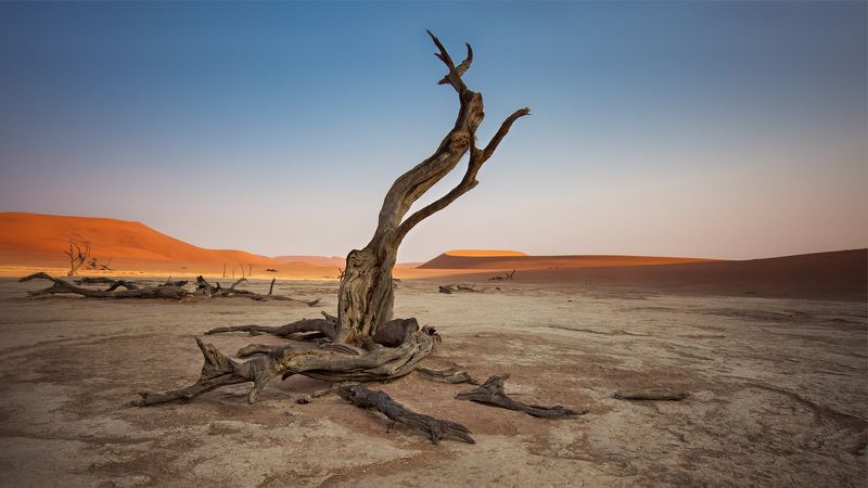 #Namibia #africa #Deadlays # Valley #tree # camel acacias #sunrise  photo preview