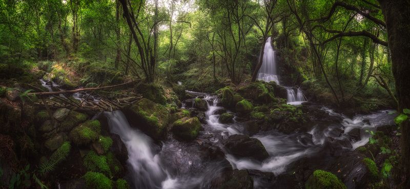 forest, intothewood, waterfall, water, enchanted, green, tree, bridge, wood the Enchanted Forestphoto preview