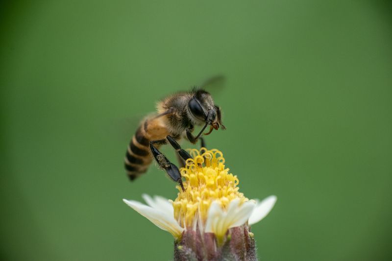 Bee Touching Its Face