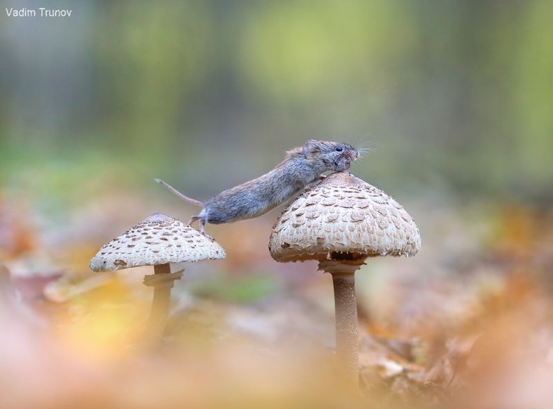мышь, грибы Любопытный мышонокphoto preview